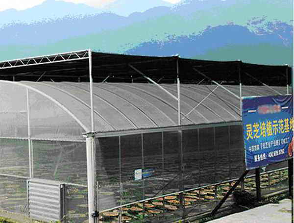 杭州亞運會官方靈芝產品供應商|杭州亞運會官方供應商|中國靈芝十大品牌|仙客來靈芝|仙客來靈芝破壁孢子粉|仙客來孢子油|仙客來靈芝飲片|仙客來破壁孢子粉|靈芝孢子油|孢子粉|靈芝破壁孢子粉|靈芝|中華老字號 杭州亞運會官方靈芝產品供應商|杭州亞運會官方供應商|中國靈芝十大品牌|仙客來靈芝|仙客來靈芝破壁孢子粉|仙客來孢子油|仙客來靈芝飲片|仙客來破壁孢子粉|靈芝孢子油|孢子粉|靈芝破壁孢子粉|靈芝|中華老字號