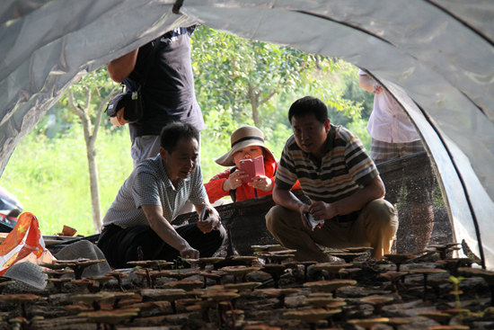 杭州亞運會官方靈芝產(chǎn)品供應商|杭州亞運會官方供應商|中國靈芝十大品牌|仙客來靈芝|仙客來靈芝破壁孢子粉|仙客來孢子油|仙客來靈芝飲片|仙客來破壁孢子粉|靈芝孢子油|孢子粉|靈芝破壁孢子粉|靈芝|中華老字號 杭州亞運會官方靈芝產(chǎn)品供應商|杭州亞運會官方供應商|中國靈芝十大品牌|仙客來靈芝|仙客來靈芝破壁孢子粉|仙客來孢子油|仙客來靈芝飲片|仙客來破壁孢子粉|靈芝孢子油|孢子粉|靈芝破壁孢子粉|靈芝|中華老字號