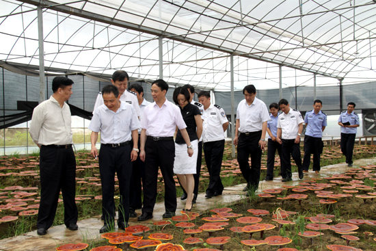 杭州亞運會官方靈芝產(chǎn)品供應(yīng)商|杭州亞運會官方供應(yīng)商|中國靈芝十大品牌|仙客來靈芝|仙客來靈芝破壁孢子粉|仙客來孢子油|仙客來靈芝飲片|仙客來破壁孢子粉|靈芝孢子油|孢子粉|靈芝破壁孢子粉|靈芝|中華老字號 杭州亞運會官方靈芝產(chǎn)品供應(yīng)商|杭州亞運會官方供應(yīng)商|中國靈芝十大品牌|仙客來靈芝|仙客來靈芝破壁孢子粉|仙客來孢子油|仙客來靈芝飲片|仙客來破壁孢子粉|靈芝孢子油|孢子粉|靈芝破壁孢子粉|靈芝|中華老字號