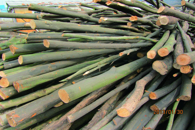 櫟木|仙客來靈芝|中國(guó)靈芝十大品牌|中國(guó)馳名商標(biāo)|中國(guó)首家靈芝全產(chǎn)業(yè)鏈可視工廠 櫟木|仙客來靈芝|中國(guó)靈芝十大品牌|中國(guó)馳名商標(biāo)|中國(guó)首家靈芝全產(chǎn)業(yè)鏈可視工廠