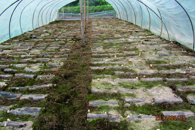 覆土后|仙客來靈芝|中國(guó)靈芝十大品牌|中國(guó)馳名商標(biāo)|中國(guó)首家靈芝全產(chǎn)業(yè)鏈可視工廠 覆土后|仙客來靈芝|中國(guó)靈芝十大品牌|中國(guó)馳名商標(biāo)|中國(guó)首家靈芝全產(chǎn)業(yè)鏈可視工廠