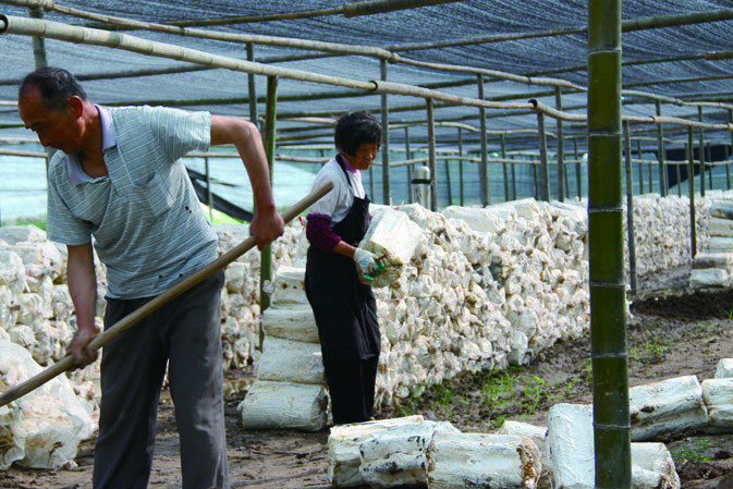 人工覆土|仙客來靈芝|中國(guó)靈芝十大品牌|中國(guó)馳名商標(biāo)|中國(guó)首家靈芝全產(chǎn)業(yè)鏈可視工廠 人工覆土|仙客來靈芝|中國(guó)靈芝十大品牌|中國(guó)馳名商標(biāo)|中國(guó)首家靈芝全產(chǎn)業(yè)鏈可視工廠