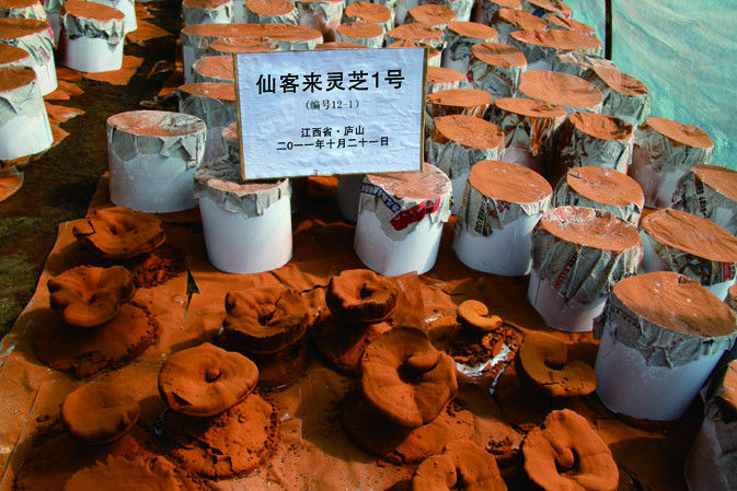 靈芝產(chǎn)粉成熟期|仙客來靈芝|中國(guó)靈芝十大品牌|中國(guó)馳名商標(biāo)|中國(guó)首家靈芝全產(chǎn)業(yè)鏈可視工廠 靈芝產(chǎn)粉成熟期|仙客來靈芝|中國(guó)靈芝十大品牌|中國(guó)馳名商標(biāo)|中國(guó)首家靈芝全產(chǎn)業(yè)鏈可視工廠