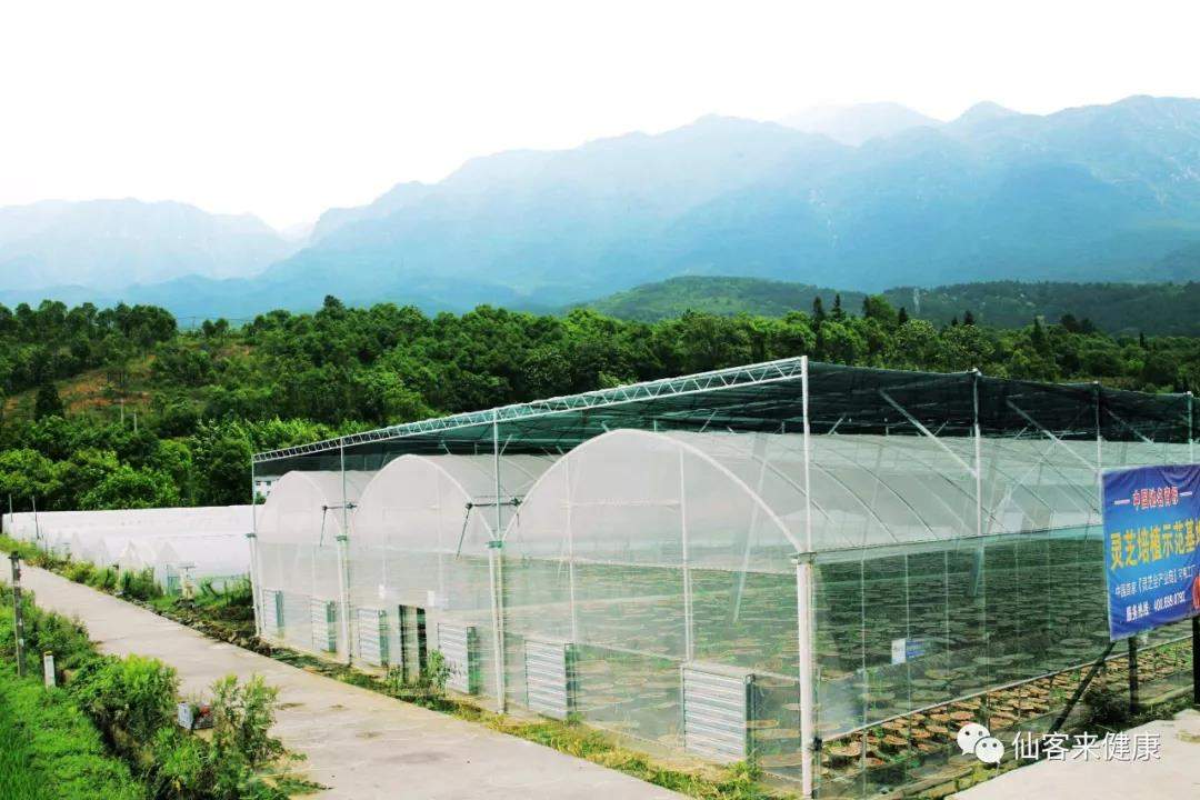 中國靈芝十大品牌|仙客來靈芝|仙客來靈芝破壁孢子粉|仙客來孢子油|仙客來靈芝飲片|仙客來破壁孢子粉|仙客來靈芝中藥飲片|馳名商標(biāo)|m.ampersand-ads.com| 中國靈芝十大品牌|仙客來靈芝|仙客來靈芝破壁孢子粉|仙客來孢子油|仙客來靈芝飲片|仙客來破壁孢子粉|仙客來靈芝中藥飲片|馳名商標(biāo)|m.ampersand-ads.com|