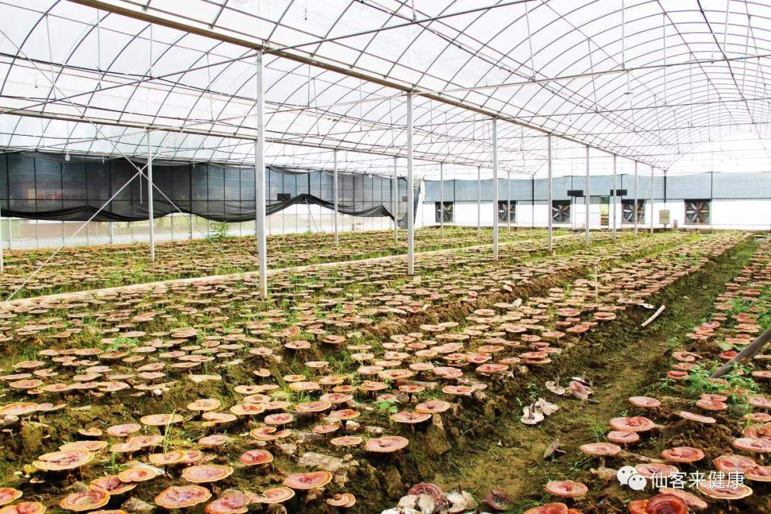 中國靈芝十大品牌|仙客來靈芝|仙客來靈芝破壁孢子粉|仙客來孢子油|仙客來靈芝飲片|仙客來破壁孢子粉|仙客來靈芝中藥飲片|馳名商標(biāo)|m.ampersand-ads.com| 中國靈芝十大品牌|仙客來靈芝|仙客來靈芝破壁孢子粉|仙客來孢子油|仙客來靈芝飲片|仙客來破壁孢子粉|仙客來靈芝中藥飲片|馳名商標(biāo)|m.ampersand-ads.com|