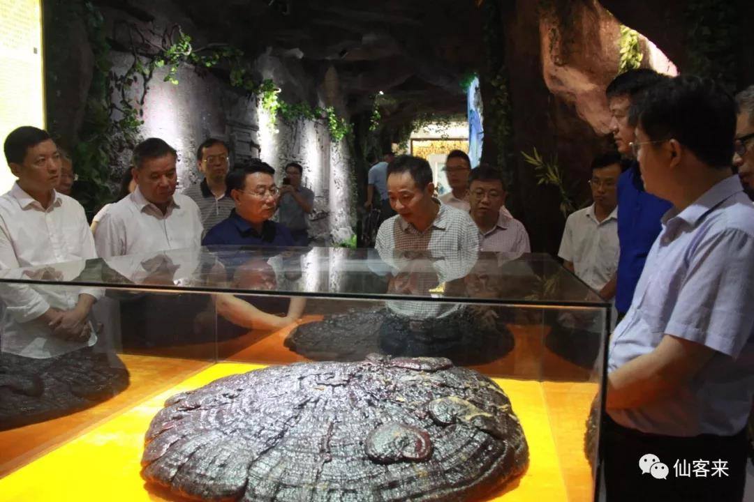 杭州亞運(yùn)會(huì)官方靈芝產(chǎn)品供應(yīng)商|杭州亞運(yùn)會(huì)官方供應(yīng)商|中國靈芝十大品牌|仙客來靈芝|仙客來靈芝破壁孢子粉|仙客來孢子油|仙客來靈芝飲片|仙客來破壁孢子粉|靈芝孢子油|孢子粉|靈芝破壁孢子粉|靈芝|中華老字號