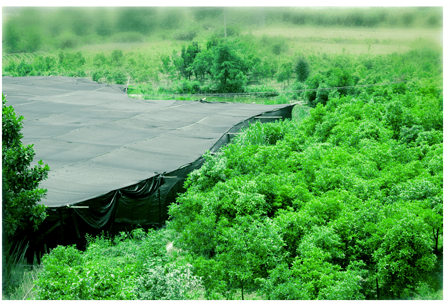 中國靈芝十大品牌|仙客來靈芝|仙客來靈芝破壁孢子粉|仙客來孢子油|仙客來靈芝飲片|仙客來破壁孢子粉|仙客來靈芝中藥飲片|馳名商標(biāo)|m.ampersand-ads.com| 中國靈芝十大品牌|仙客來靈芝|仙客來靈芝破壁孢子粉|仙客來孢子油|仙客來靈芝飲片|仙客來破壁孢子粉|仙客來靈芝中藥飲片|馳名商標(biāo)|m.ampersand-ads.com|