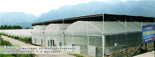 中國靈芝十大品牌|仙客來靈芝|仙客來靈芝破壁孢子粉|仙客來孢子油|仙客來靈芝飲片|仙客來破壁孢子粉|仙客來靈芝中藥飲片|馳名商標(biāo)|m.ampersand-ads.com|