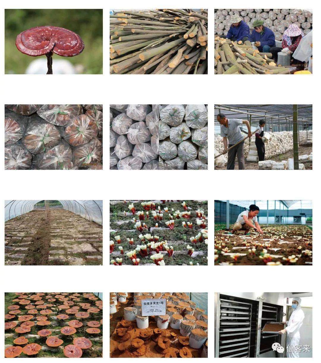 中國靈芝十大品牌|仙客來靈芝|仙客來靈芝破壁孢子粉|仙客來孢子油|仙客來靈芝飲片|仙客來破壁孢子粉|仙客來靈芝中藥飲片|馳名商標|m.ampersand-ads.com| 中國靈芝十大品牌|仙客來靈芝|仙客來靈芝破壁孢子粉|仙客來孢子油|仙客來靈芝飲片|仙客來破壁孢子粉|仙客來靈芝中藥飲片|馳名商標|m.ampersand-ads.com|