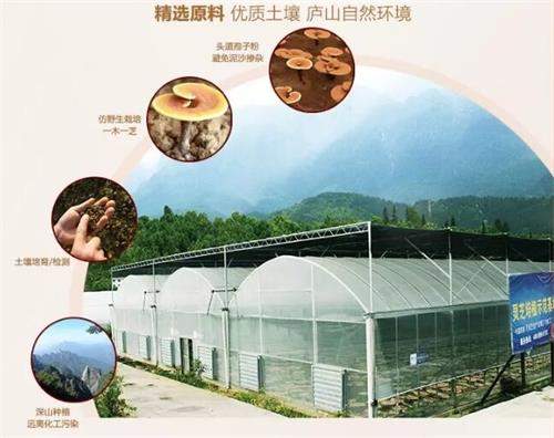 杭州亞運(yùn)會(huì)官方靈芝產(chǎn)品供應(yīng)商|杭州亞運(yùn)會(huì)官方供應(yīng)商|中國靈芝十大品牌|仙客來靈芝|仙客來靈芝破壁孢子粉|仙客來孢子油|仙客來靈芝飲片|仙客來破壁孢子粉|靈芝孢子油|孢子粉|靈芝破壁孢子粉|靈芝|中華老字號 杭州亞運(yùn)會(huì)官方靈芝產(chǎn)品供應(yīng)商|杭州亞運(yùn)會(huì)官方供應(yīng)商|中國靈芝十大品牌|仙客來靈芝|仙客來靈芝破壁孢子粉|仙客來孢子油|仙客來靈芝飲片|仙客來破壁孢子粉|靈芝孢子油|孢子粉|靈芝破壁孢子粉|靈芝|中華老字號