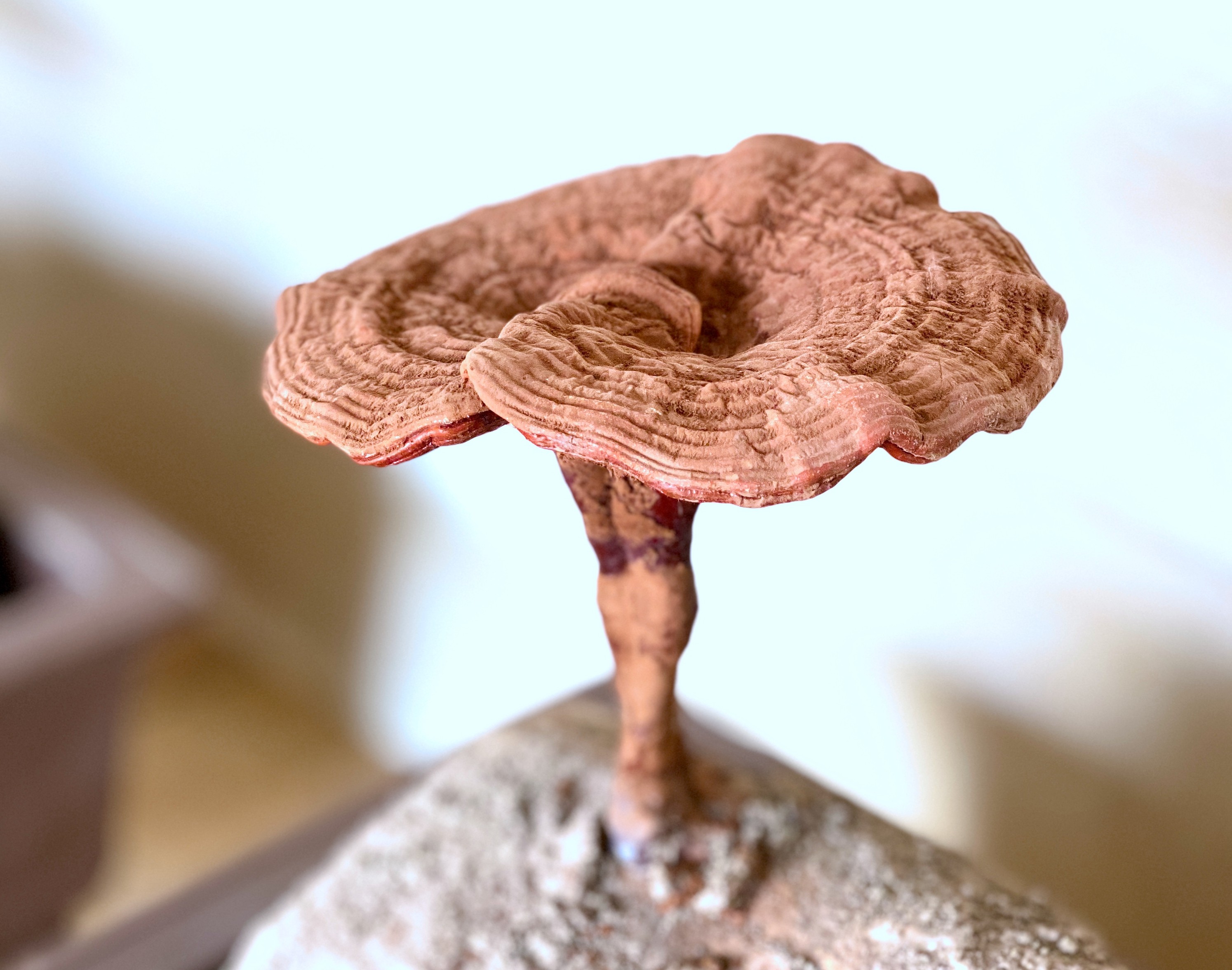 杭州亞運會官方靈芝產品供應商|杭州亞運會官方供應商|中國靈芝十大品牌|仙客來靈芝|仙客來靈芝破壁孢子粉|仙客來孢子油|仙客來靈芝飲片|仙客來破壁孢子粉|靈芝孢子油|孢子粉|靈芝破壁孢子粉|靈芝|中華老字號 杭州亞運會官方靈芝產品供應商|杭州亞運會官方供應商|中國靈芝十大品牌|仙客來靈芝|仙客來靈芝破壁孢子粉|仙客來孢子油|仙客來靈芝飲片|仙客來破壁孢子粉|靈芝孢子油|孢子粉|靈芝破壁孢子粉|靈芝|中華老字號