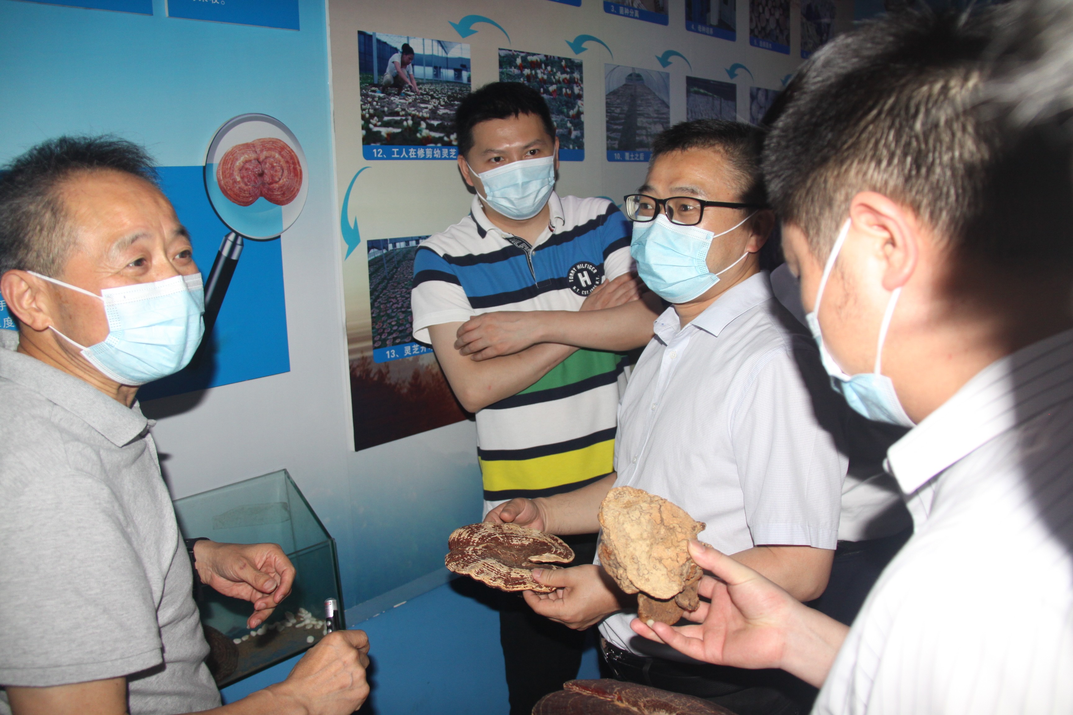 杭州亞運(yùn)會(huì)官方靈芝產(chǎn)品供應(yīng)商|杭州亞運(yùn)會(huì)官方供應(yīng)商|中國靈芝十大品牌|仙客來靈芝|仙客來靈芝破壁孢子粉|仙客來孢子油|仙客來靈芝飲片|仙客來破壁孢子粉|靈芝孢子油|孢子粉|靈芝破壁孢子粉|靈芝|中華老字號(hào)