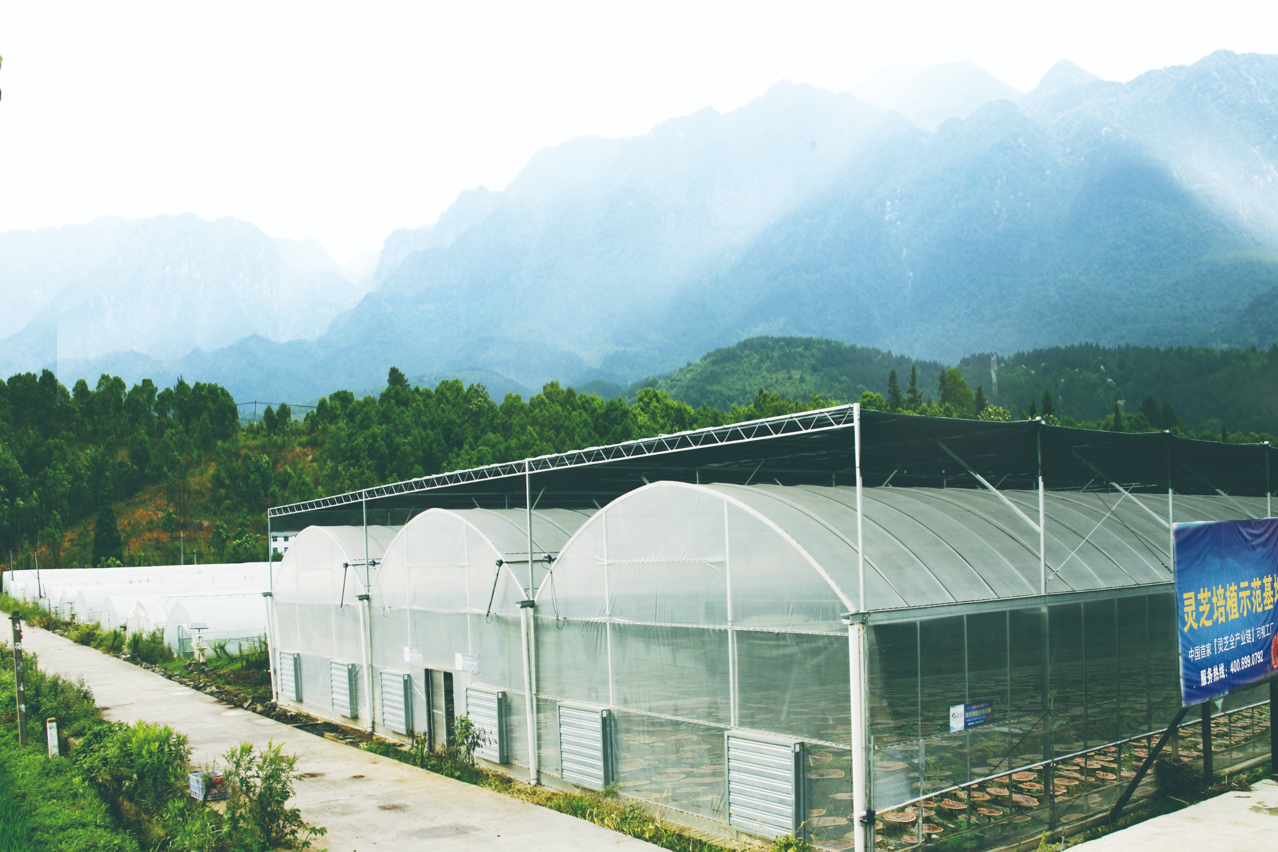 杭州亞運(yùn)會(huì)官方靈芝產(chǎn)品供應(yīng)商|杭州亞運(yùn)會(huì)官方供應(yīng)商|中國(guó)靈芝十大品牌|仙客來(lái)靈芝|仙客來(lái)靈芝破壁孢子粉|仙客來(lái)孢子油|仙客來(lái)靈芝飲片|仙客來(lái)破壁孢子粉|靈芝孢子油|孢子粉|靈芝破壁孢子粉|靈芝|中華老字號(hào)