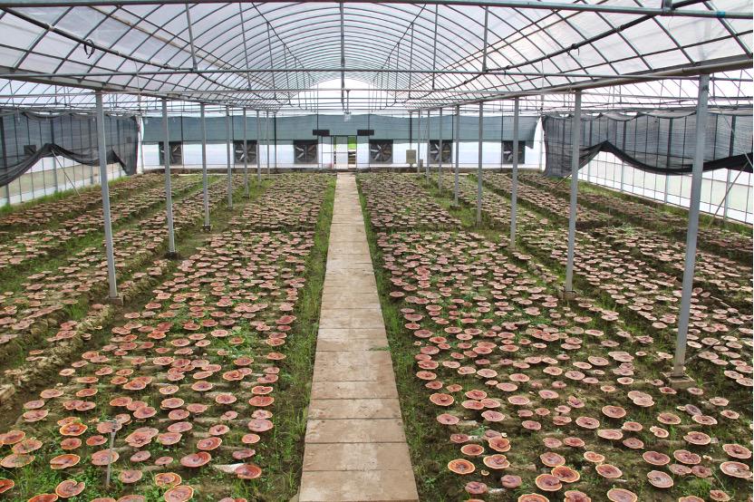 杭州亞運(yùn)會官方靈芝產(chǎn)品供應(yīng)商|杭州亞運(yùn)會官方供應(yīng)商|中國靈芝十大品牌|仙客來靈芝|仙客來靈芝破壁孢子粉|仙客來孢子油|仙客來靈芝飲片|仙客來破壁孢子粉|靈芝孢子油|孢子粉|靈芝破壁孢子粉|靈芝|中華老字號 杭州亞運(yùn)會官方靈芝產(chǎn)品供應(yīng)商|杭州亞運(yùn)會官方供應(yīng)商|中國靈芝十大品牌|仙客來靈芝|仙客來靈芝破壁孢子粉|仙客來孢子油|仙客來靈芝飲片|仙客來破壁孢子粉|靈芝孢子油|孢子粉|靈芝破壁孢子粉|靈芝|中華老字號