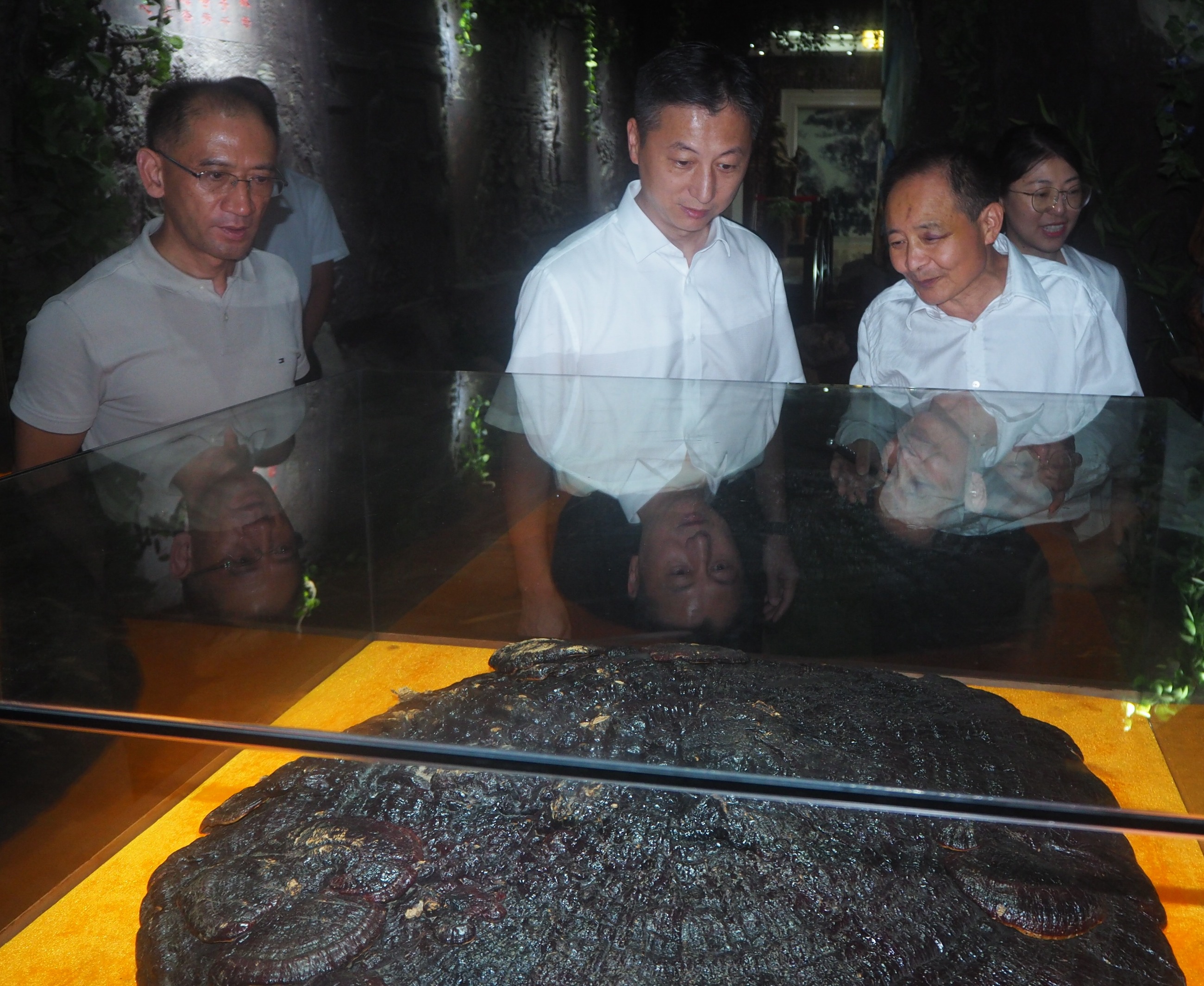 杭州亞運(yùn)會(huì)官方靈芝產(chǎn)品供應(yīng)商|杭州亞運(yùn)會(huì)官方供應(yīng)商|中國(guó)靈芝十大品牌|仙客來靈芝|仙客來靈芝破壁孢子粉|仙客來孢子油|仙客來靈芝飲片|仙客來破壁孢子粉|靈芝孢子油|孢子粉|靈芝破壁孢子粉|靈芝|中華老字號(hào) 杭州亞運(yùn)會(huì)官方靈芝產(chǎn)品供應(yīng)商|杭州亞運(yùn)會(huì)官方供應(yīng)商|中國(guó)靈芝十大品牌|仙客來靈芝|仙客來靈芝破壁孢子粉|仙客來孢子油|仙客來靈芝飲片|仙客來破壁孢子粉|靈芝孢子油|孢子粉|靈芝破壁孢子粉|靈芝|中華老字號(hào)