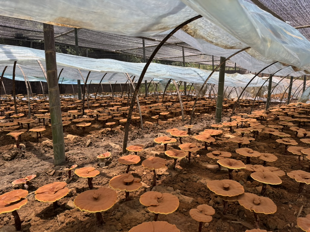 杭州亞運(yùn)會(huì)官方靈芝產(chǎn)品供應(yīng)商|杭州亞運(yùn)會(huì)官方供應(yīng)商|中國靈芝十大品牌|仙客來靈芝|仙客來靈芝破壁孢子粉|仙客來孢子油|仙客來靈芝飲片|仙客來破壁孢子粉|靈芝孢子油|孢子粉|靈芝破壁孢子粉|靈芝|中華老字號(hào) 杭州亞運(yùn)會(huì)官方靈芝產(chǎn)品供應(yīng)商|杭州亞運(yùn)會(huì)官方供應(yīng)商|中國靈芝十大品牌|仙客來靈芝|仙客來靈芝破壁孢子粉|仙客來孢子油|仙客來靈芝飲片|仙客來破壁孢子粉|靈芝孢子油|孢子粉|靈芝破壁孢子粉|靈芝|中華老字號(hào)