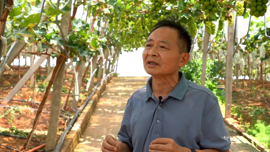 杭州亞運(yùn)會(huì)官方靈芝產(chǎn)品供應(yīng)商|杭州亞運(yùn)會(huì)官方供應(yīng)商|中國(guó)靈芝十大品牌|仙客來靈芝|仙客來靈芝破壁孢子粉|仙客來孢子油|仙客來靈芝飲片|仙客來破壁孢子粉|靈芝孢子油|孢子粉|靈芝破壁孢子粉|靈芝|中華老字號(hào) 杭州亞運(yùn)會(huì)官方靈芝產(chǎn)品供應(yīng)商|杭州亞運(yùn)會(huì)官方供應(yīng)商|中國(guó)靈芝十大品牌|仙客來靈芝|仙客來靈芝破壁孢子粉|仙客來孢子油|仙客來靈芝飲片|仙客來破壁孢子粉|靈芝孢子油|孢子粉|靈芝破壁孢子粉|靈芝|中華老字號(hào)