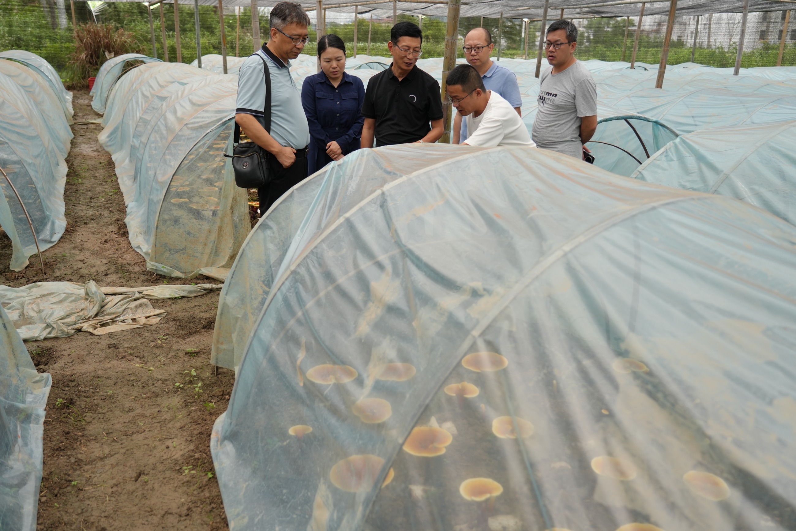 杭州亞運(yùn)會(huì)官方靈芝產(chǎn)品供應(yīng)商|杭州亞運(yùn)會(huì)官方供應(yīng)商|中國(guó)靈芝十大品牌|仙客來(lái)靈芝|仙客來(lái)靈芝破壁孢子粉|仙客來(lái)孢子油|仙客來(lái)靈芝飲片|仙客來(lái)破壁孢子粉|靈芝孢子油|孢子粉|靈芝破壁孢子粉|靈芝|中華老字號(hào) 杭州亞運(yùn)會(huì)官方靈芝產(chǎn)品供應(yīng)商|杭州亞運(yùn)會(huì)官方供應(yīng)商|中國(guó)靈芝十大品牌|仙客來(lái)靈芝|仙客來(lái)靈芝破壁孢子粉|仙客來(lái)孢子油|仙客來(lái)靈芝飲片|仙客來(lái)破壁孢子粉|靈芝孢子油|孢子粉|靈芝破壁孢子粉|靈芝|中華老字號(hào)