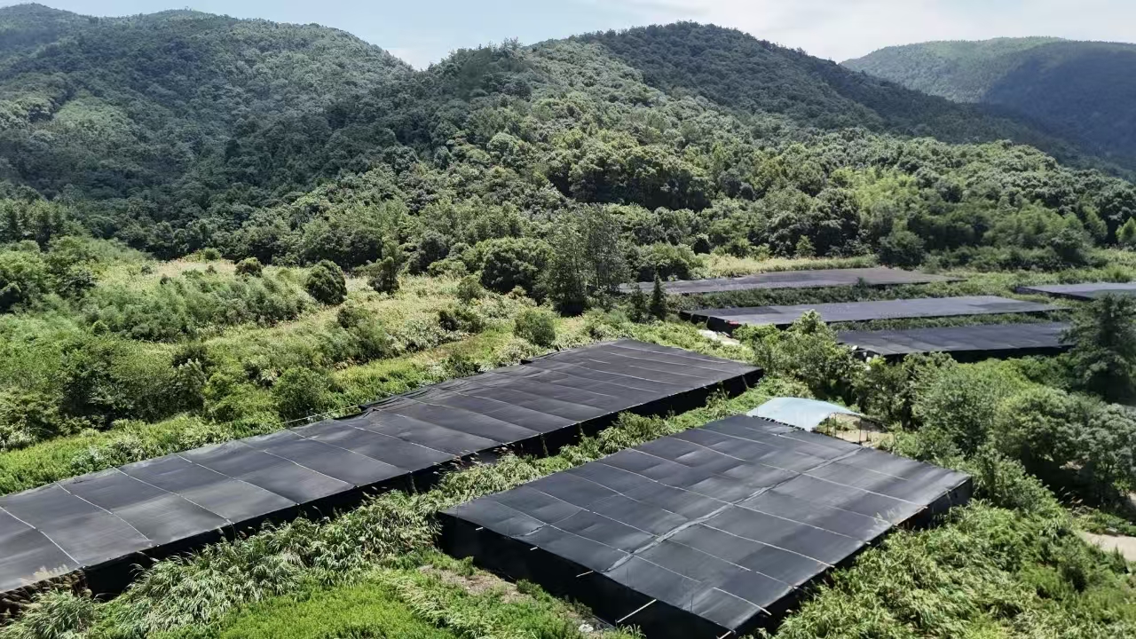 杭州亞運會官方靈芝產品供應商|杭州亞運會官方供應商|中國靈芝十大品牌|仙客來靈芝|仙客來靈芝破壁孢子粉|仙客來孢子油|仙客來靈芝飲片|仙客來破壁孢子粉|靈芝孢子油|孢子粉|靈芝破壁孢子粉|靈芝|中華老字號 杭州亞運會官方靈芝產品供應商|杭州亞運會官方供應商|中國靈芝十大品牌|仙客來靈芝|仙客來靈芝破壁孢子粉|仙客來孢子油|仙客來靈芝飲片|仙客來破壁孢子粉|靈芝孢子油|孢子粉|靈芝破壁孢子粉|靈芝|中華老字號