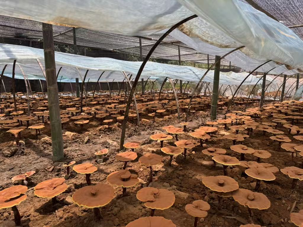 杭州亞運會官方靈芝產品供應商|杭州亞運會官方供應商|中國靈芝十大品牌|仙客來靈芝|仙客來靈芝破壁孢子粉|仙客來孢子油|仙客來靈芝飲片|仙客來破壁孢子粉|靈芝孢子油|孢子粉|靈芝破壁孢子粉|靈芝|中華老字號