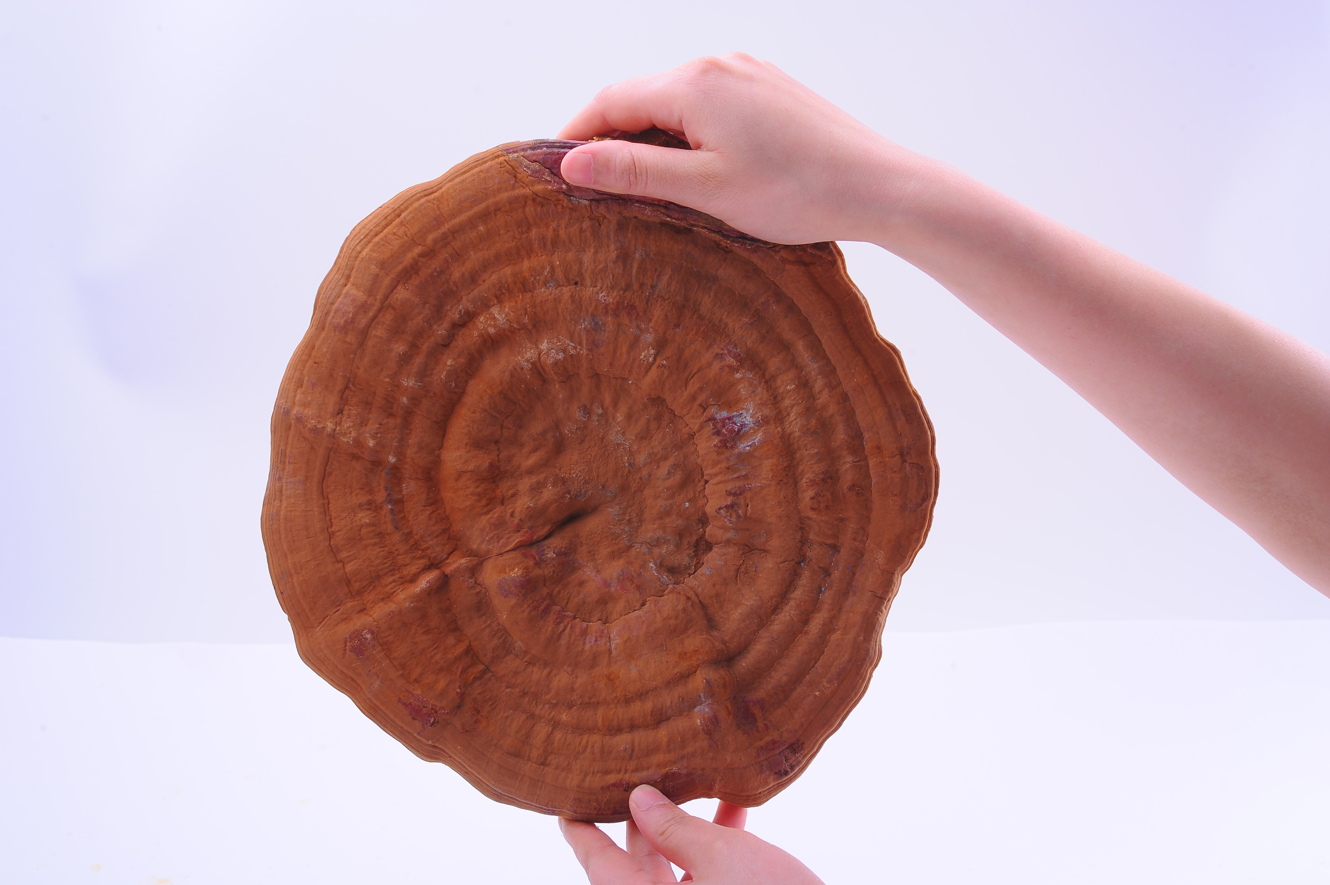 杭州亞運(yùn)會官方靈芝產(chǎn)品供應(yīng)商|杭州亞運(yùn)會官方供應(yīng)商|中國靈芝十大品牌|仙客來靈芝|仙客來靈芝破壁孢子粉|仙客來孢子油|仙客來靈芝飲片|仙客來破壁孢子粉|靈芝孢子油|孢子粉|靈芝破壁孢子粉|靈芝|中華老字號 杭州亞運(yùn)會官方靈芝產(chǎn)品供應(yīng)商|杭州亞運(yùn)會官方供應(yīng)商|中國靈芝十大品牌|仙客來靈芝|仙客來靈芝破壁孢子粉|仙客來孢子油|仙客來靈芝飲片|仙客來破壁孢子粉|靈芝孢子油|孢子粉|靈芝破壁孢子粉|靈芝|中華老字號