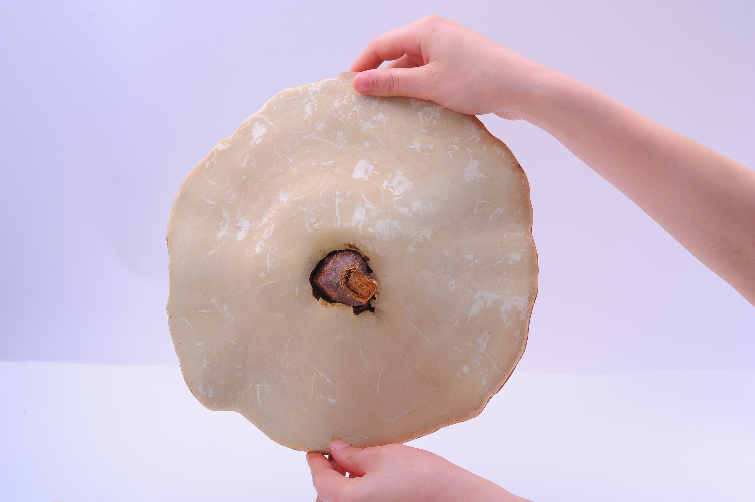 杭州亞運(yùn)會官方靈芝產(chǎn)品供應(yīng)商|杭州亞運(yùn)會官方供應(yīng)商|中國靈芝十大品牌|仙客來靈芝|仙客來靈芝破壁孢子粉|仙客來孢子油|仙客來靈芝飲片|仙客來破壁孢子粉|靈芝孢子油|孢子粉|靈芝破壁孢子粉|靈芝|中華老字號 杭州亞運(yùn)會官方靈芝產(chǎn)品供應(yīng)商|杭州亞運(yùn)會官方供應(yīng)商|中國靈芝十大品牌|仙客來靈芝|仙客來靈芝破壁孢子粉|仙客來孢子油|仙客來靈芝飲片|仙客來破壁孢子粉|靈芝孢子油|孢子粉|靈芝破壁孢子粉|靈芝|中華老字號