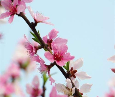 清明小長假謹(jǐn)防疫情！健康長壽請謹(jǐn)記這“三個字”