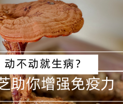 靈芝，預防您夏季上&ldquo;火&rdquo;