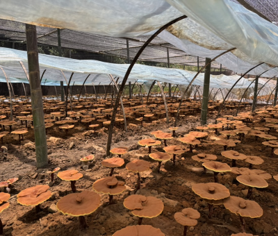 共同見(jiàn)證！首屆靈芝日慶典暨仙客來(lái)與北京大學(xué)醫(yī)學(xué)部科研成果發(fā)布會(huì)舉行